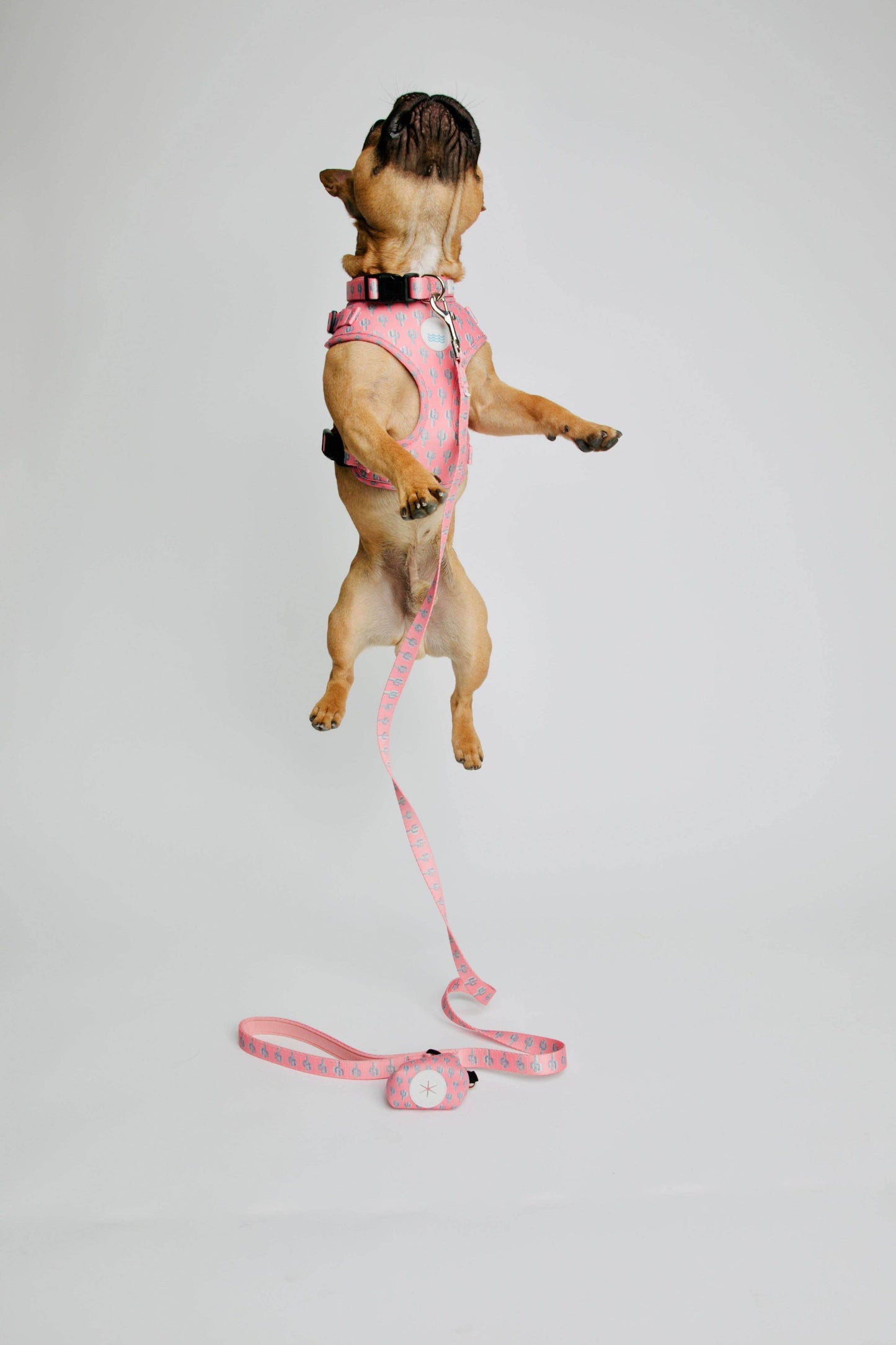 Palm Springs Harness: Medium